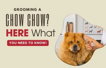 Grooming a Chow Chow Dog: All the Professional Tricks and Tips Unveiled